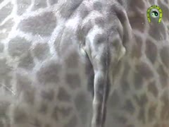 Dude with an beast fetish captures a giraffe pissing whilst on vacation